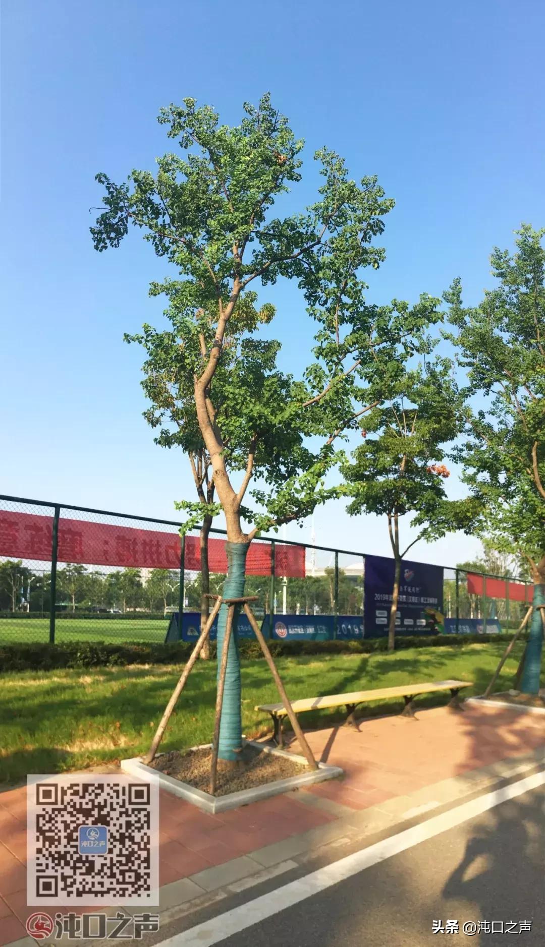 武汉卓尔足球公园,武汉王家墩足球公园