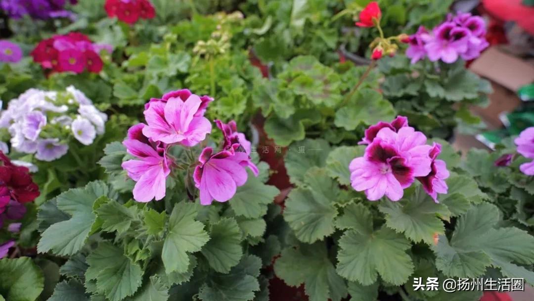 扬州花卉市场大全,扬州西区花卉市场