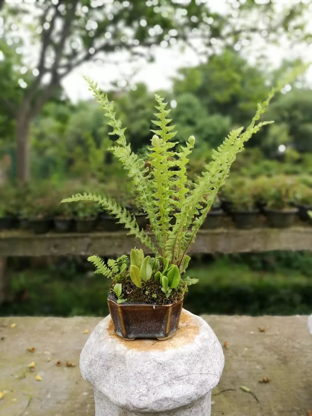 盆景制作方法与技巧,盆景制作小技巧