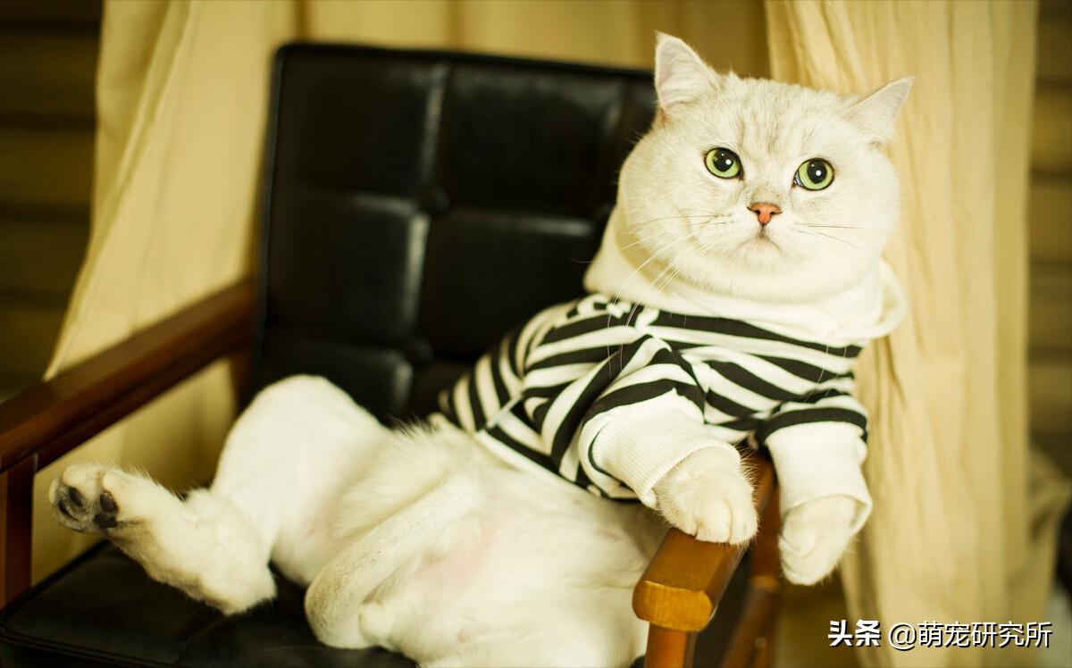 你家英短蓝猫什么样,美短英短哪个性格好