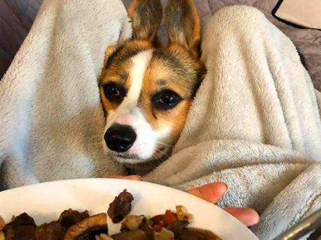 狗狗的食盐摄入量,狗狗每天摄入多少食盐合适