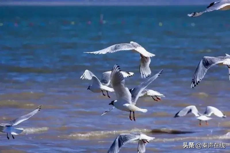 西安自驾榆林旅游攻略,榆林到青木川旅游攻略