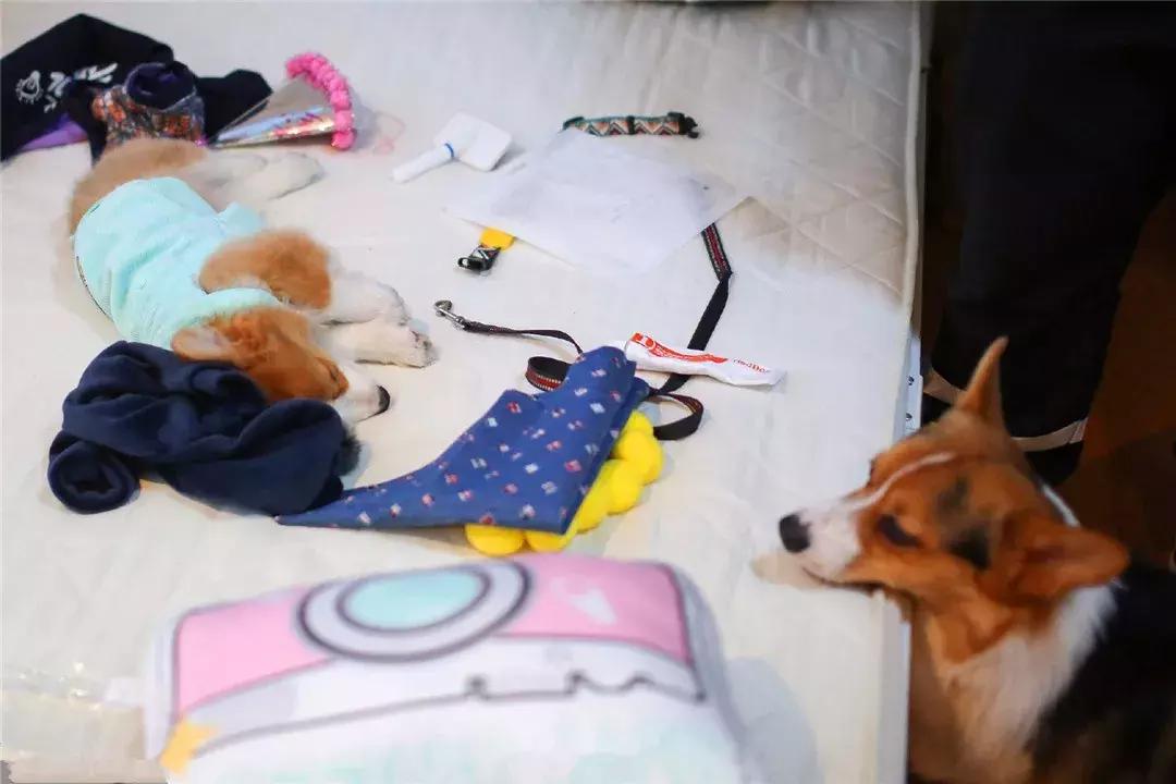 柯基从出生到满月的照顾,柯基可爱成长史