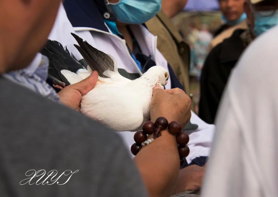 天津徐庄子宠物市场,天津北辰小街桥下宠物市场