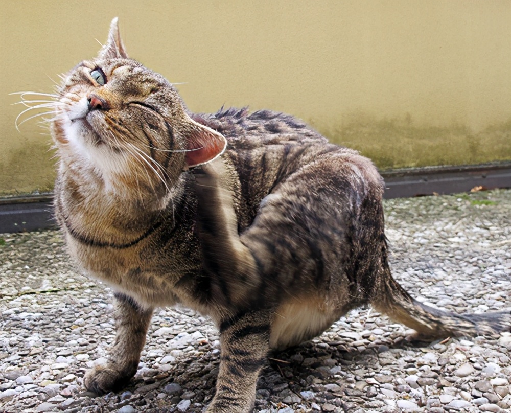 猫咪耳螨怎么治疗才能彻底好,猫咪耳螨反复治不好怎么办