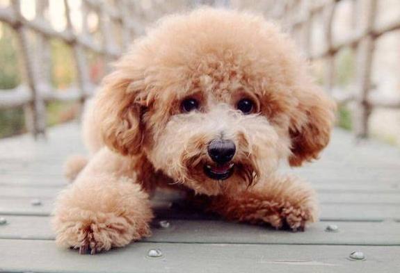 泰迪幼犬拉屎干怎么回事,一个月泰迪大便拉泥