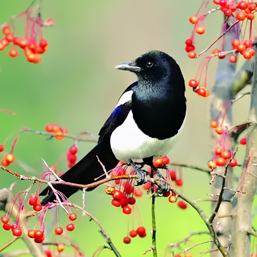 慢慢学花鸟｜这胖胖的哑嗓大黑鸟怎么成了“喜”鹊？
