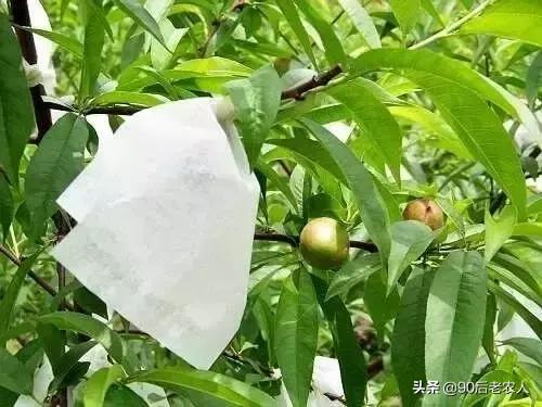 防缩果病裂果最简单的方法,苹果裂果病用什么治