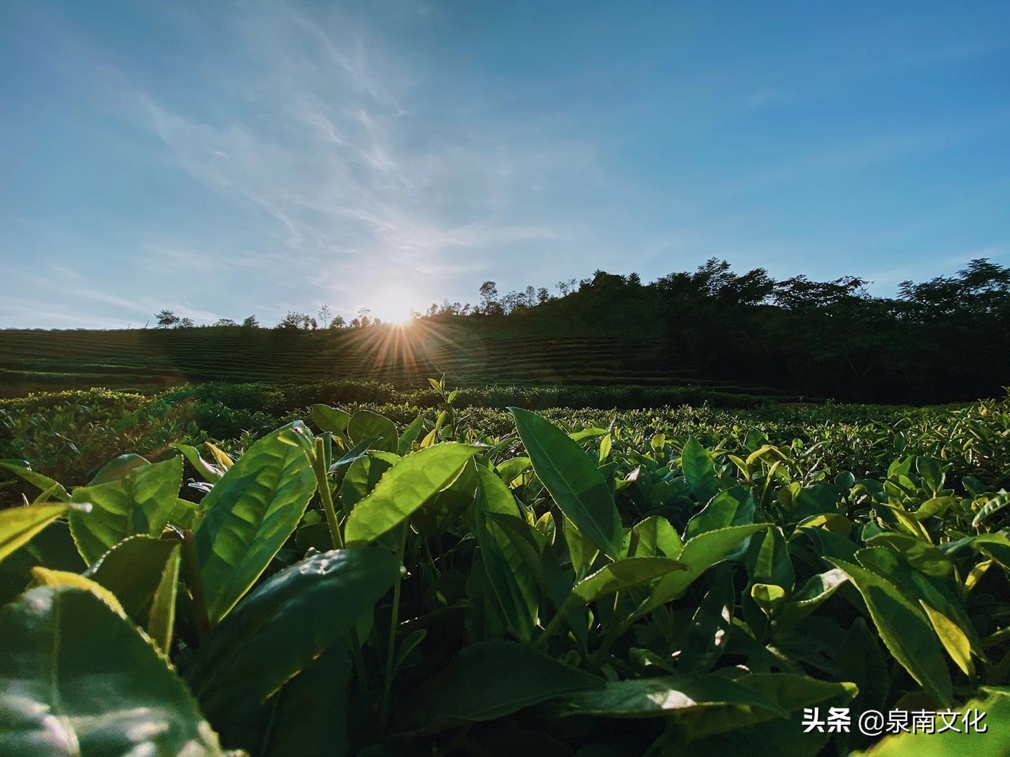 禅茶一味茶韵禅香图片,禅茶一味悟天下一盏清茗酬知音