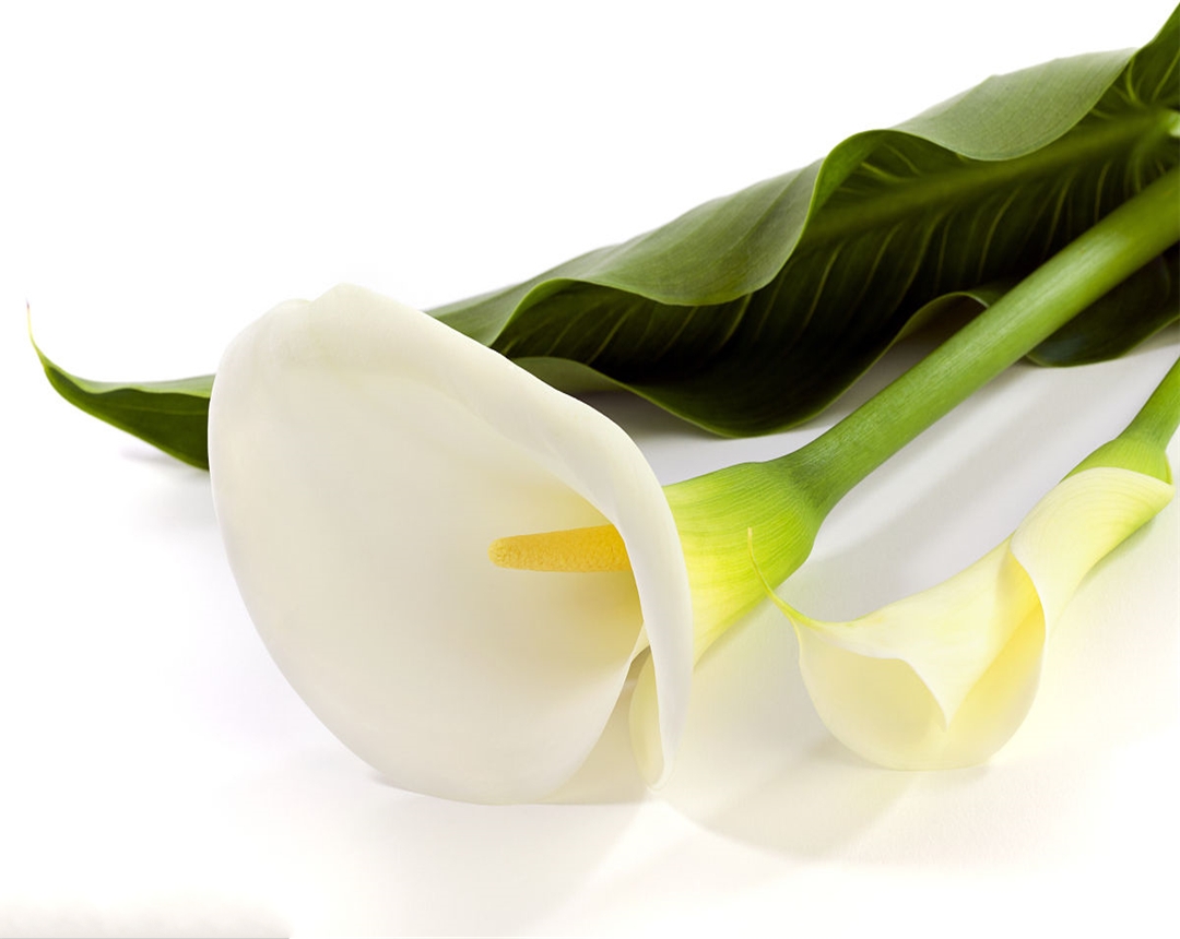 彩色马蹄莲要怎么养,彩色马蹄莲养护方法