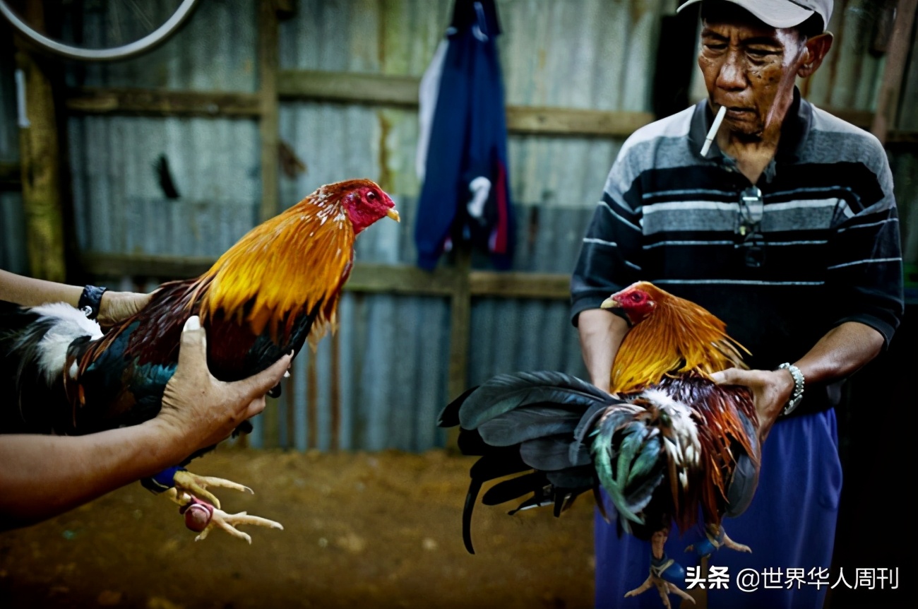 菲律宾斗鸡带刀杀死主人,一警察被公鸡刺死