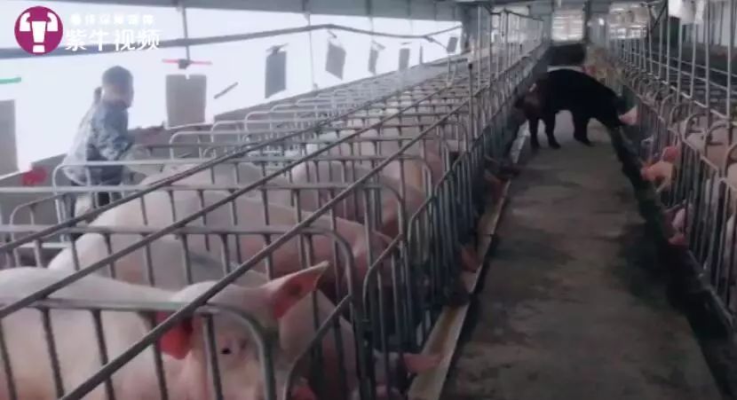 家里有矿的小萝莉,97年小伙回乡养猪年赚百万