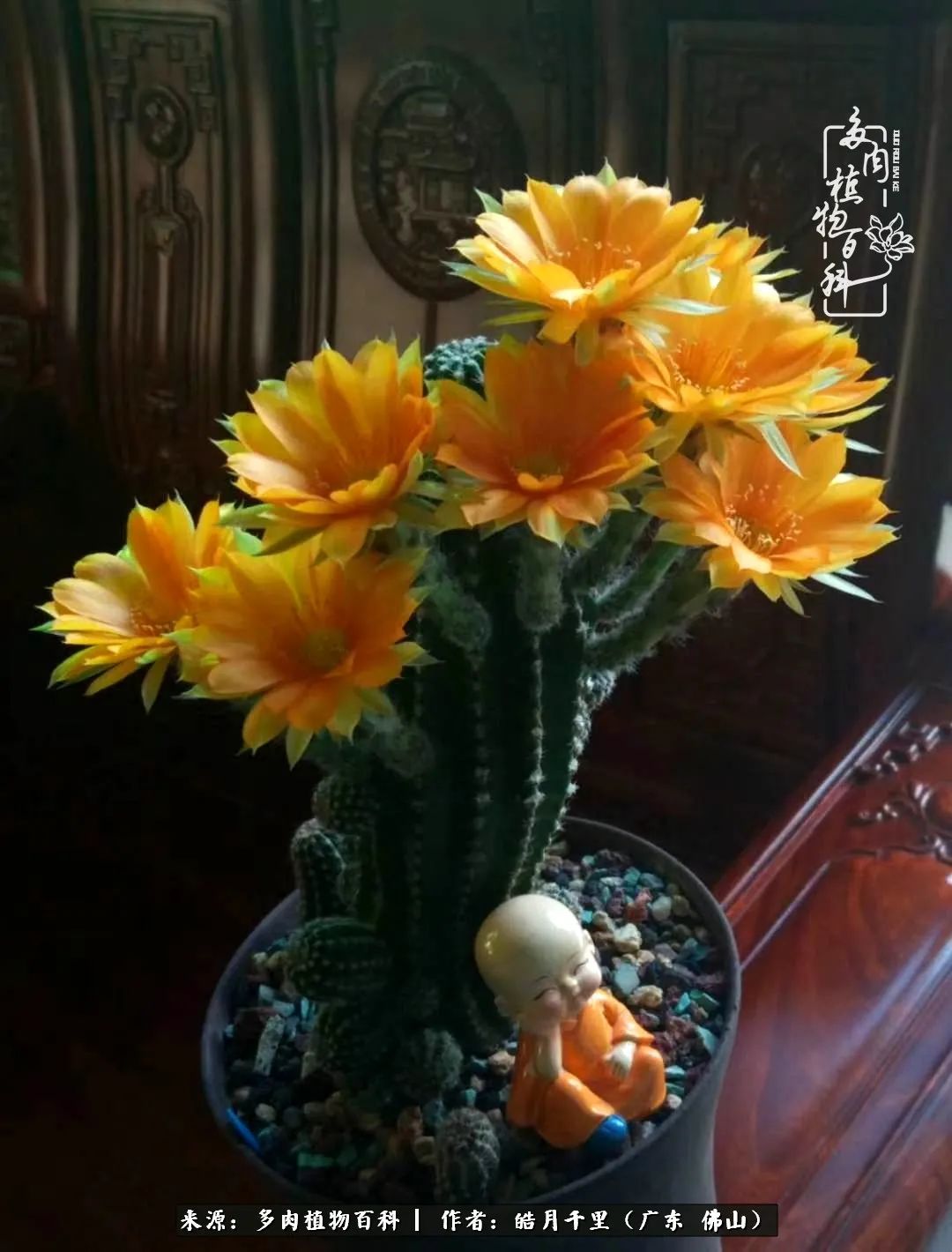 多肉娇气养不活多肉的10个秘密,养多肉是件很治愈的事情