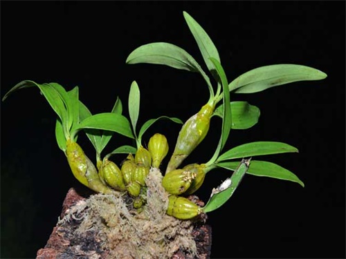 石斛兰黄叶烂根怎么拯救,石斛烂根