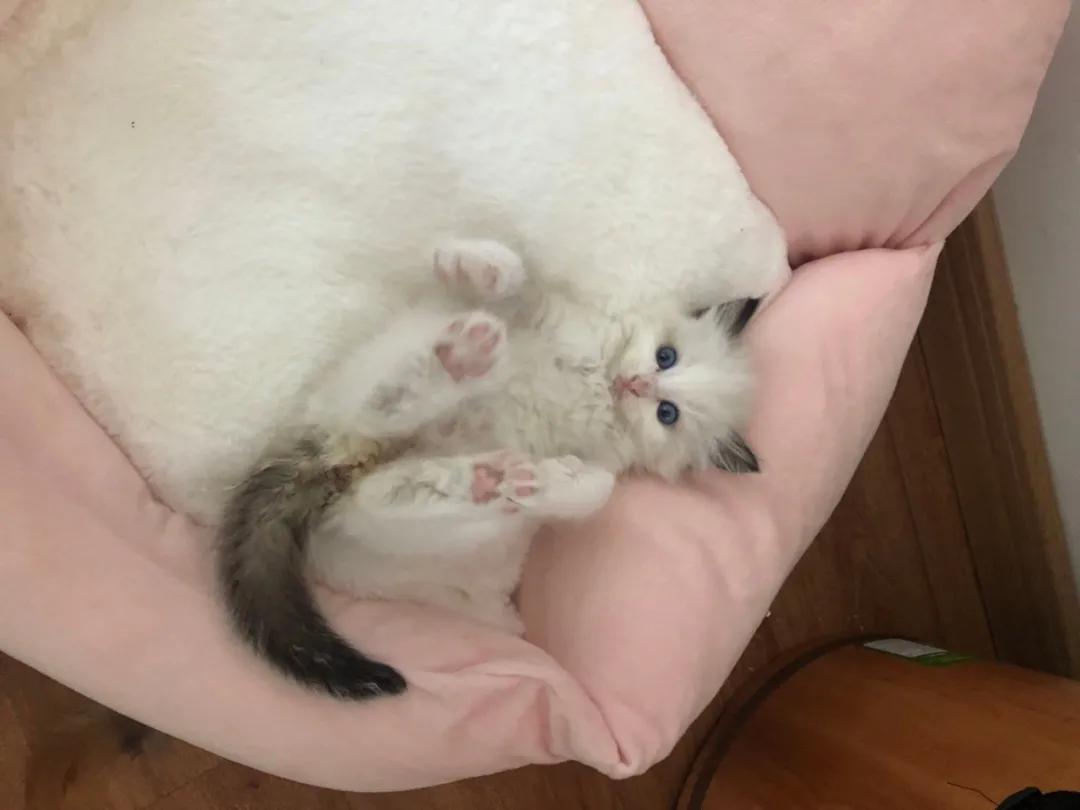 网约车猫咪托运,小猫可以用顺风车托运么