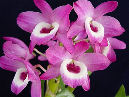 兰花品种大全最名贵的兰花,十大名贵兰花最好养活的兰花