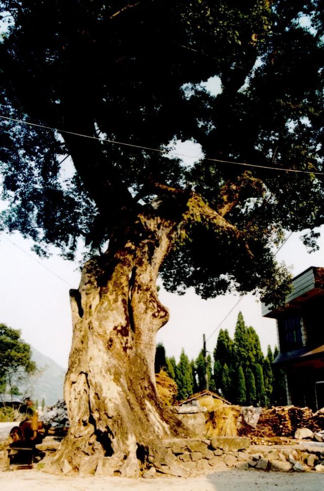 温州乐清900多岁的“树王”，长这样