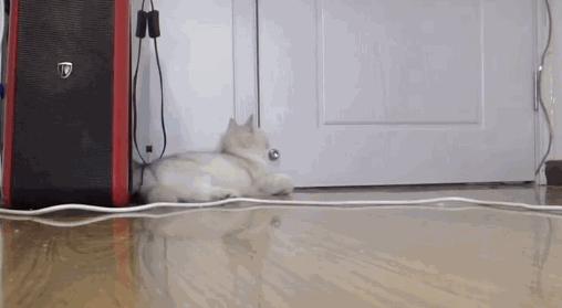 把猫咪独自留在家中是什么反应 (把猫咪独自放在家猫咪会伤心吗)