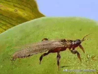 蔬菜地下害虫的最佳防治方法,防治蔬菜害虫用小苏打和白醋怎样