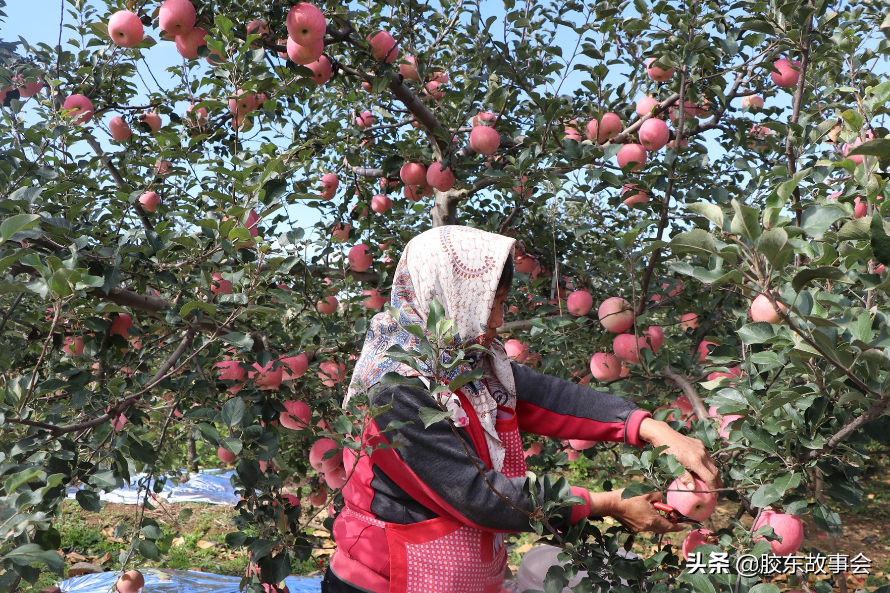 烟台栖霞苹果姑娘,听乡村95岁老奶奶讲过去故事