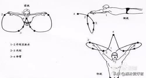 我有独特的技巧出处,蛙泳方法与技巧
