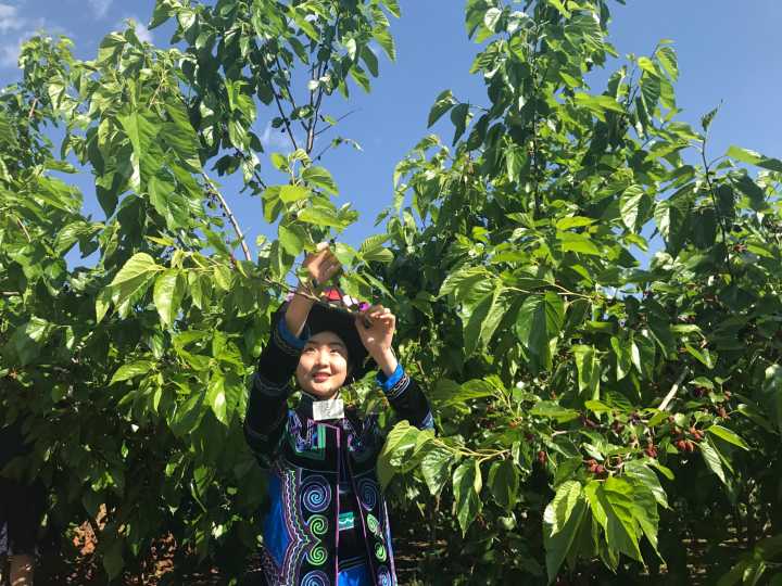 正宗的桑葚汁,桑葚和牛奶打成桑葚汁好喝吗