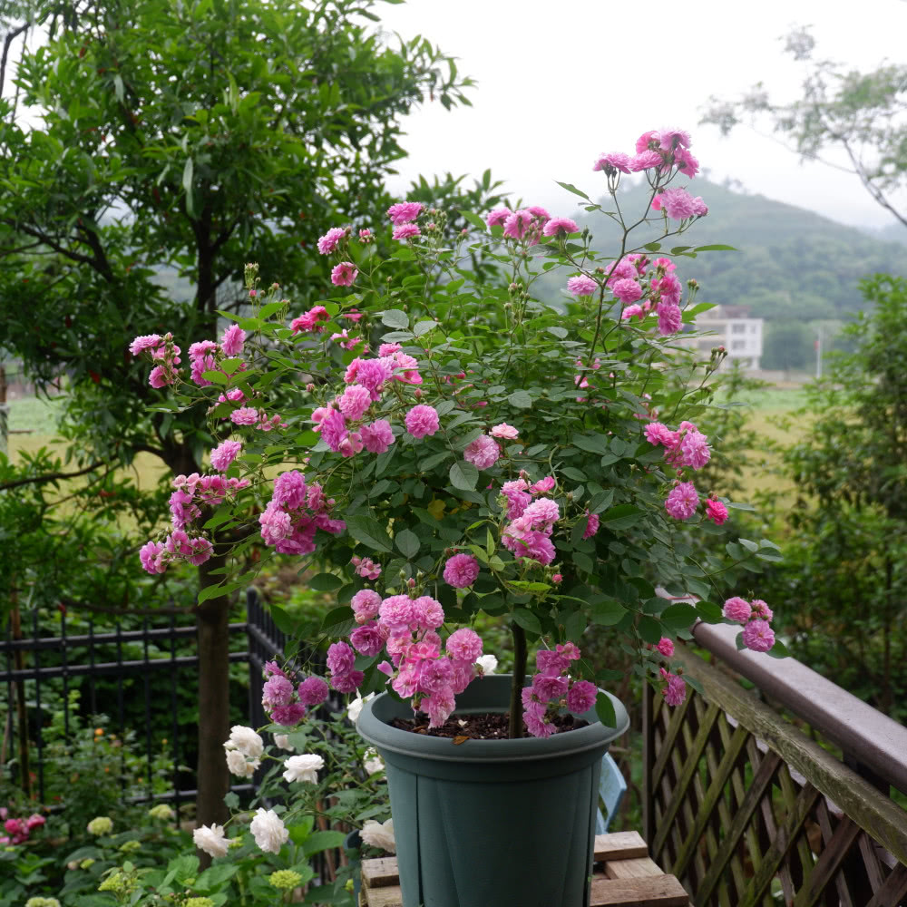阳台养花选这款，比兰花还香，全年开花，花多易爆盆，值得入手
