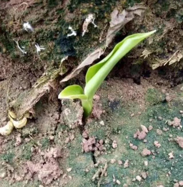 生姜催芽时伤口长毛怎么回事,生姜降温效果最好的方法