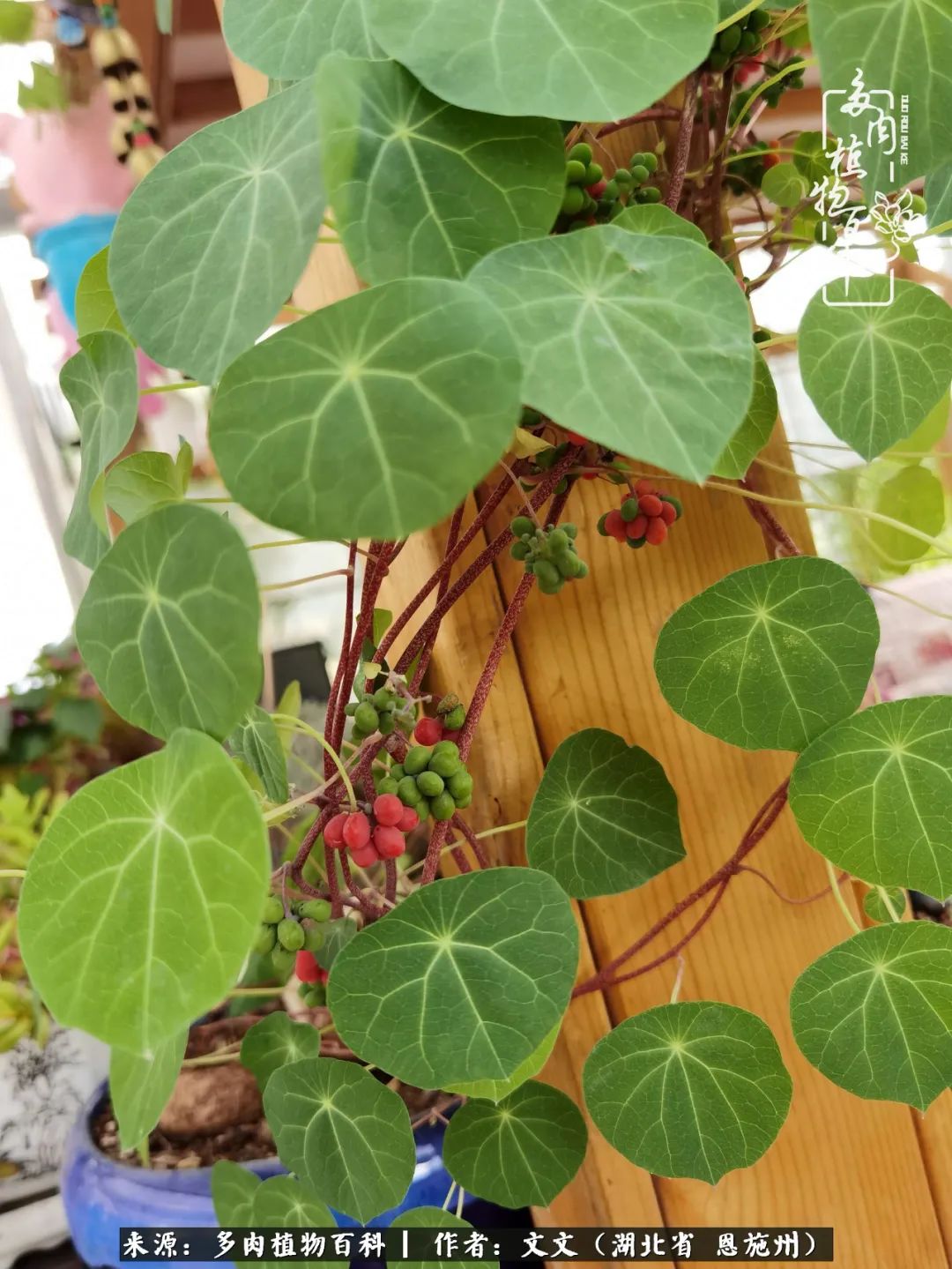 夏季多肉花园图片,初夏多肉花园