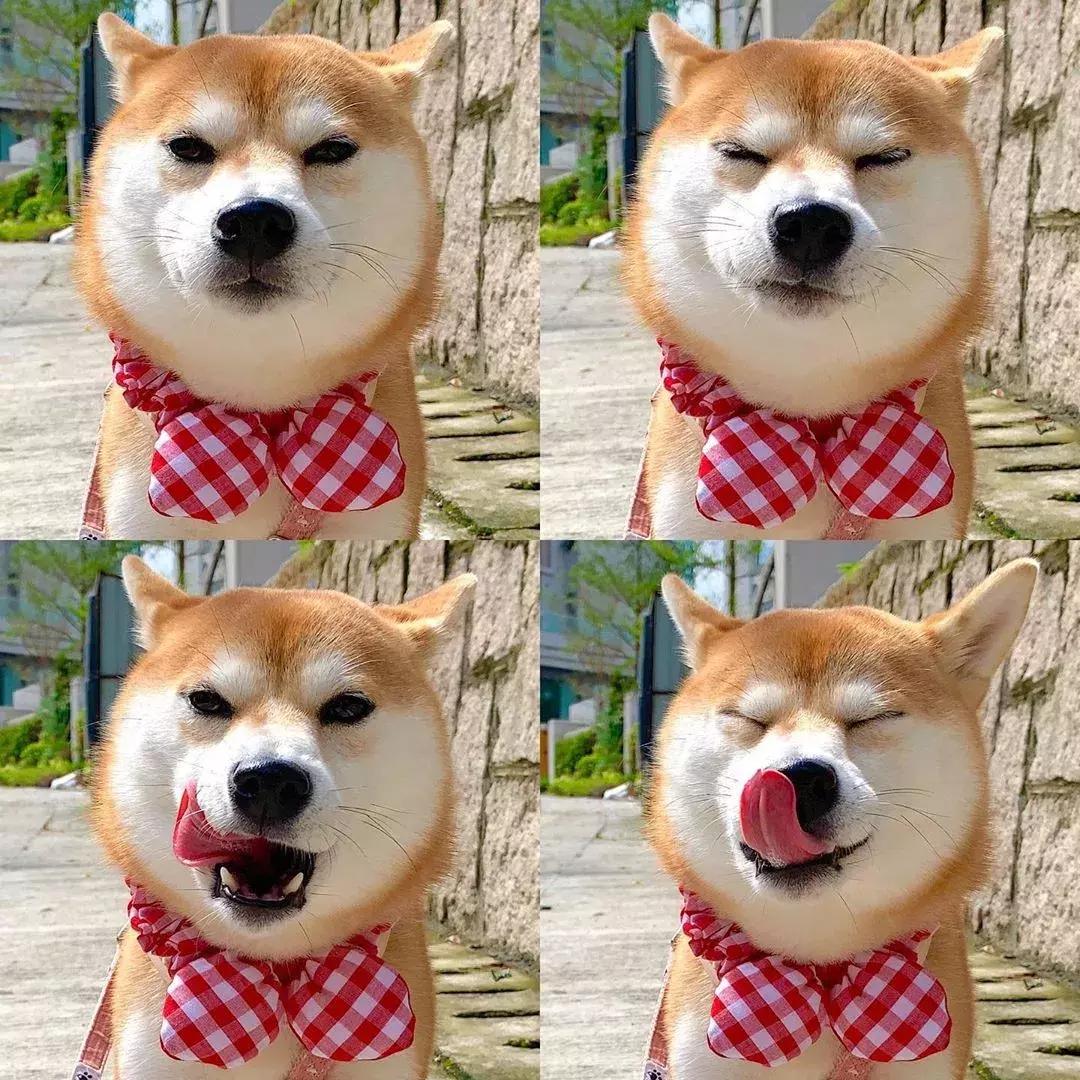 汪星人真实的秘密,汪星人的惊人秘密