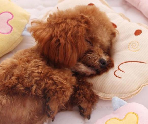 泰迪犬的睡姿代表不同的性格,泰迪犬的睡姿知多少