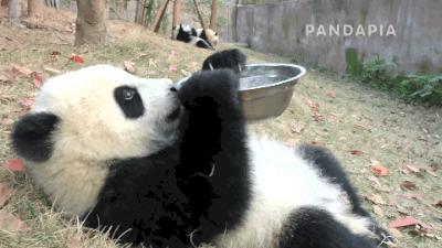 嘿，我想和你做朋友，不想当国宝