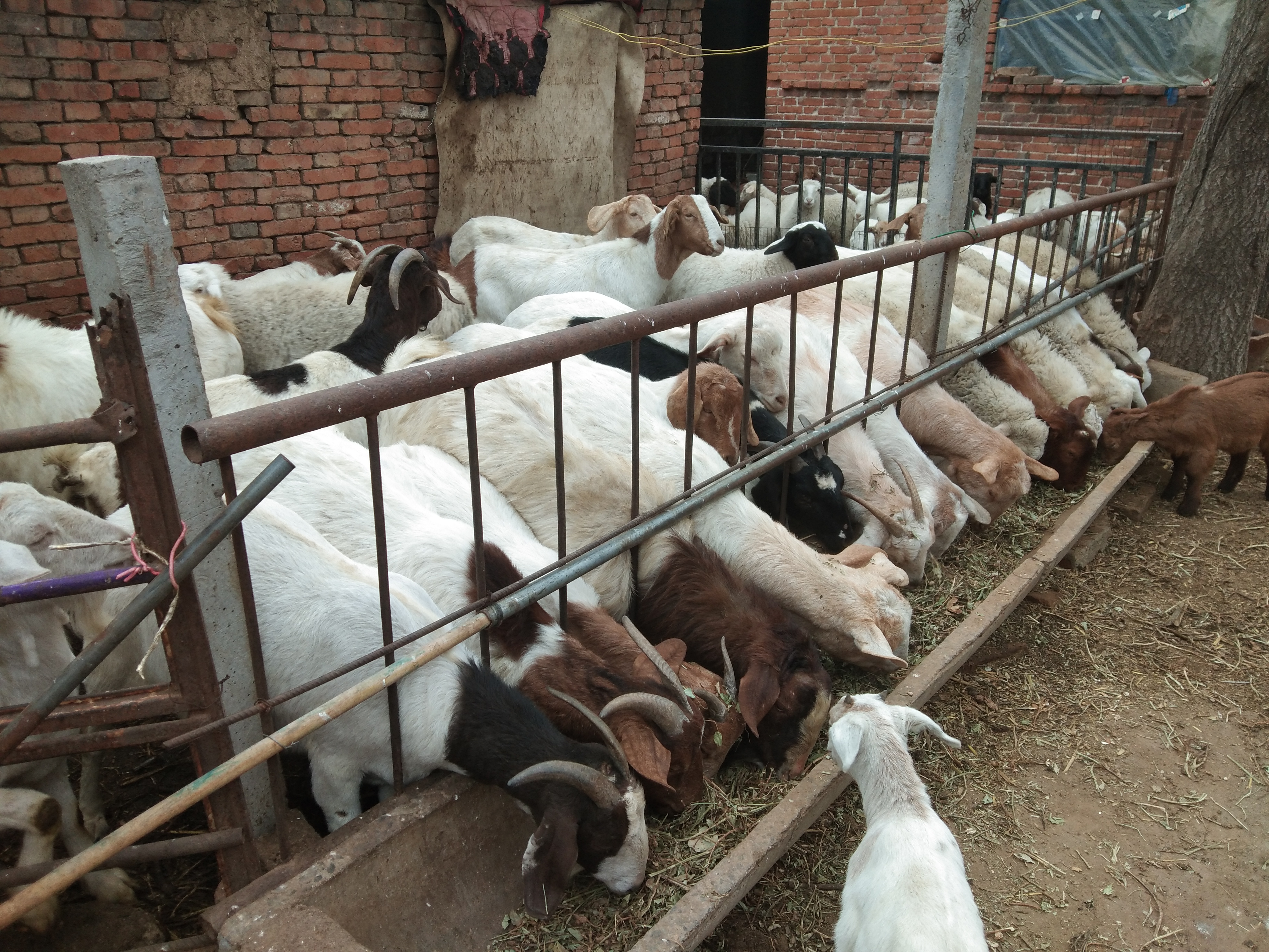 育肥羊喂豆腐渣的好处,豆腐渣喂羊的正确吃法