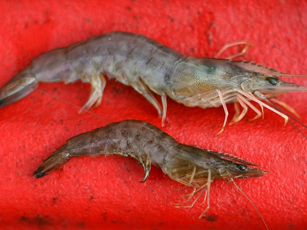 三鲜虾仁饺子素馅的做法大全图解,虾仁猪肉三鲜馅饺子的做法大全