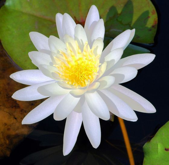 紫清山房琐记(135)栽种睡莲