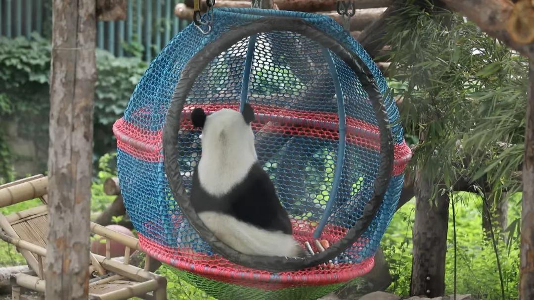 北京动物园和北京大兴野生动物园,北京动物园儿童动物园