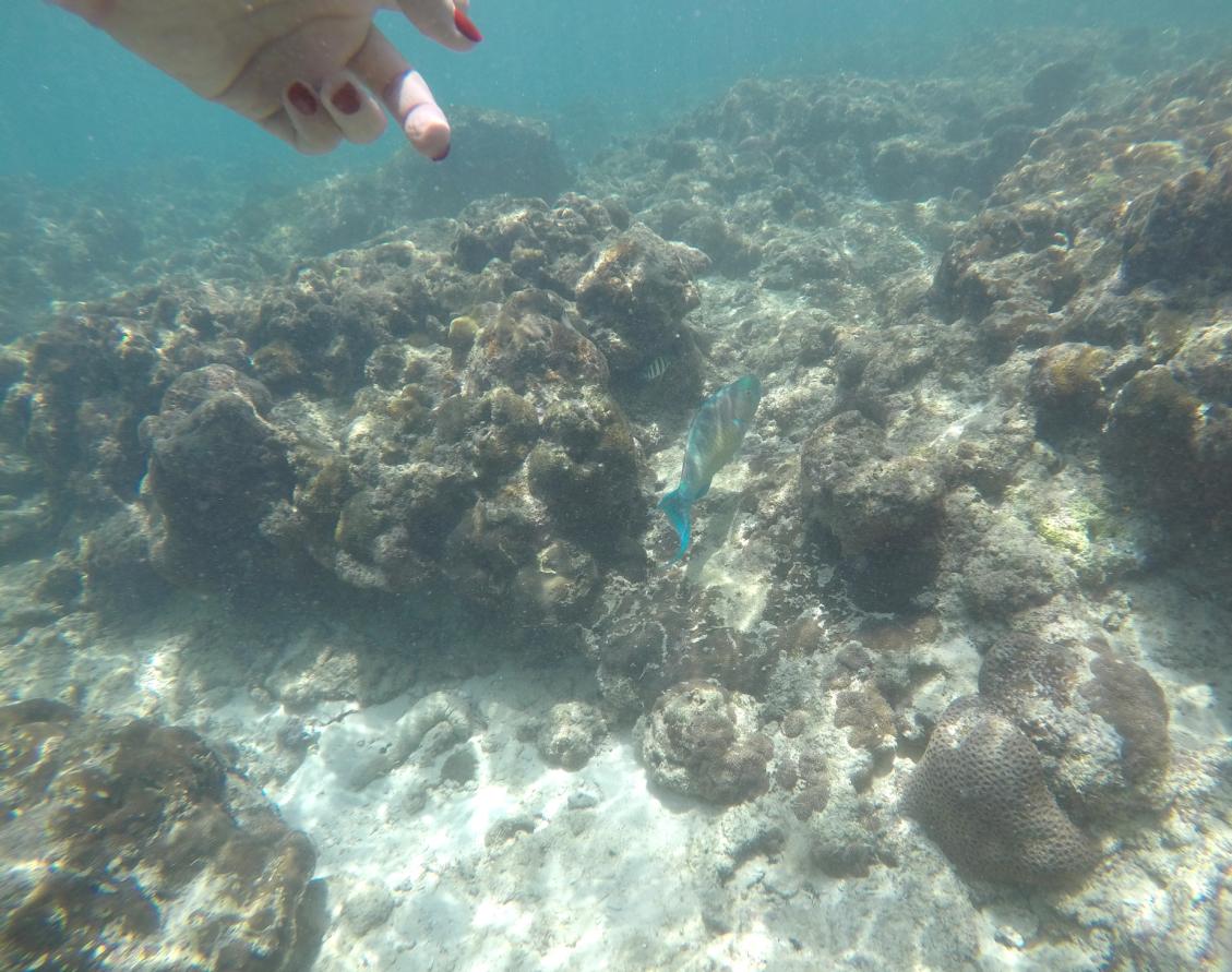 泰国普吉岛斯米兰岛旅游攻略,泰国旅游普吉岛的夏天皮皮岛浮潜