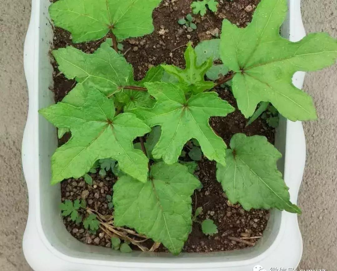 药食同源金花葵,金花葵是药食同源食品吗