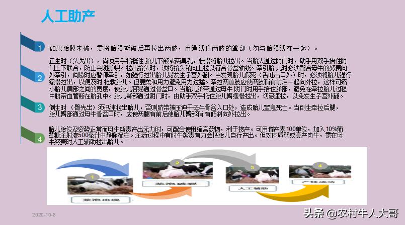 奶牛产后子宫净化保健实施方案ppT课件