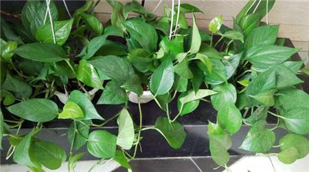 虎皮兰长出的新芽枯萎,虎皮兰叶片出现白色斑点