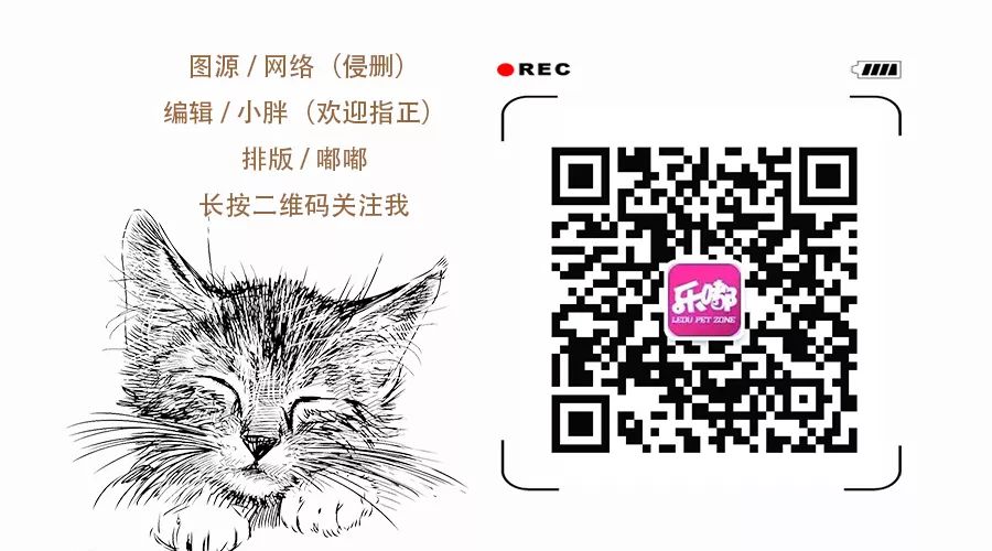 怎么撸猫毛才能防止飞毛,怎么撸猫才会掉毛