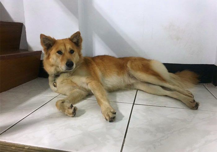 爱犬得了不治之症怎么办,小狗患有糖尿病是否可治愈