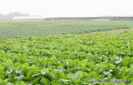 合肥美丽的地方有哪些,合肥是个好地方吗