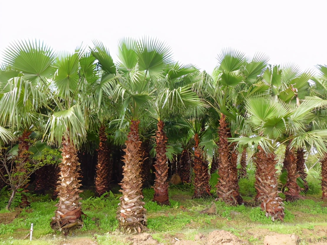 大自然棕垫选购指南,棕垫挑选方法