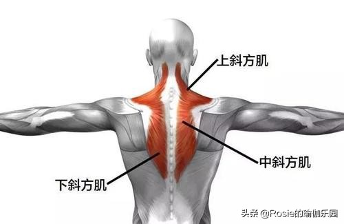 久坐屁股腰有肉怎么减,久坐导致腿粗屁股大怎么瘦