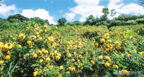 红苹果成为脱贫致富“金果果”,百香果成脱贫致富金果果