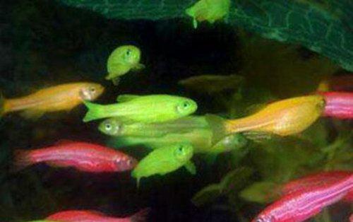 世界上最漂亮的鱼第一名,世界上最漂亮的十大鱼排名