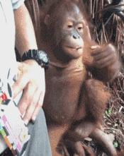 搞笑gif趣图我终于自由了,搞笑gif趣图一步做错步步皆错