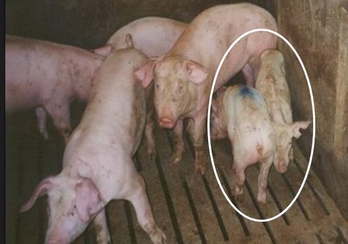 猪场圆环怎么治疗,猪场圆环怎么处理