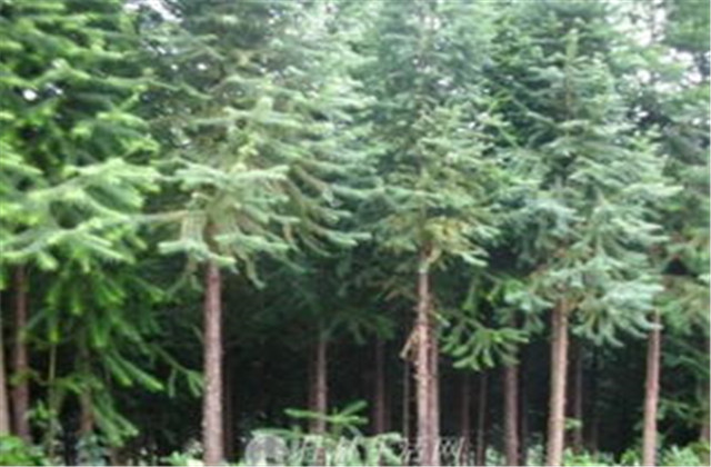 杉木栽植技术要点有哪些,杉木种植方法与技术